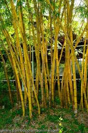 Bamboo Golden Hawaiian 30G [Bambusa Vulgaris 'Vittata']